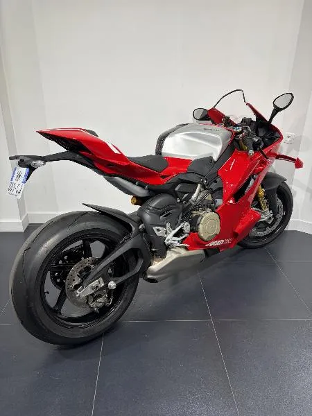 paniogale v4 r