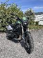 LEONCINO 800 2022