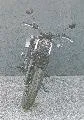 Honda CL 500