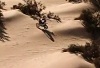Dakar 2012 - Etape 5 / Despres gère son avance.