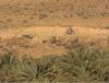 Rallye de Tunisie - Etape n°4
