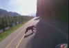 VIDEO - Un motard percute un ours à 140km/h au Canada.