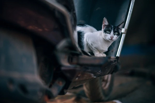 chat-blanc-deux-roues