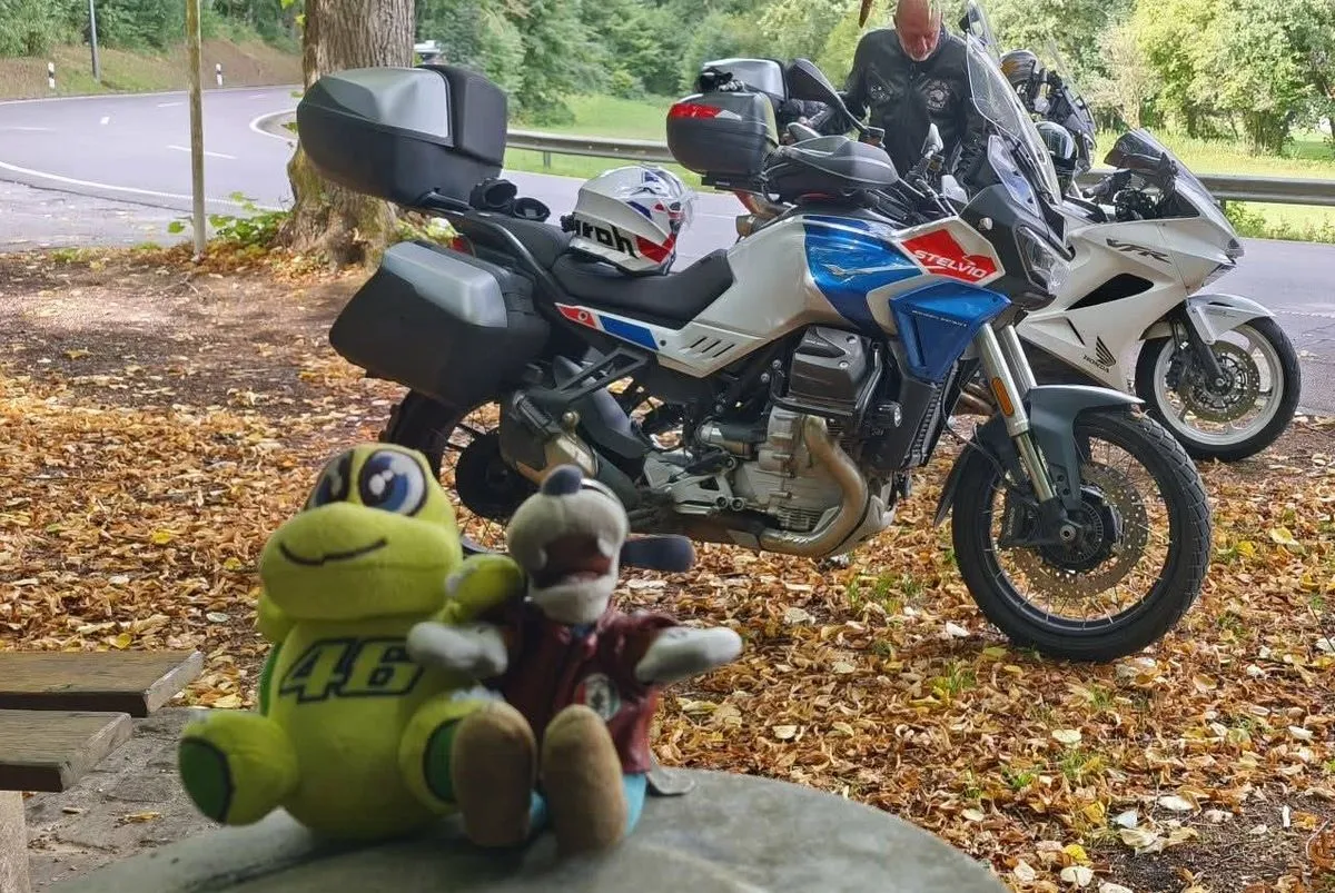 Une tortue en peluche VR46, des feuilles mortes sur le sol, une Moto-Guzzi 1000 Stelvio et une Honda 800 VFR VTEC blanche